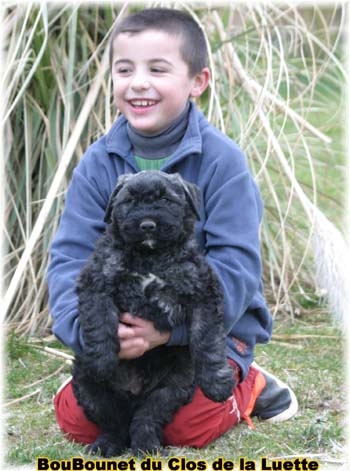 bouvier des flandres photo chiot - Elevage Clos Luette - COPYRIGHT DEPOSE